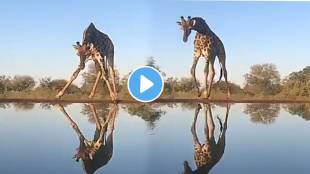 Giraffe has to face many problems while drinking water shocking video