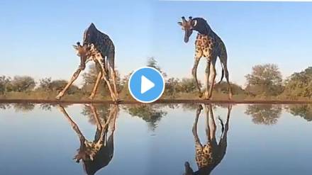 Giraffe has to face many problems while drinking water shocking video
