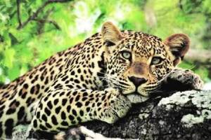 Leopard Vasai Fort