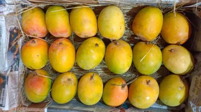 how to identify sweet mango without cutting 5 tricks to identify ripe and sweet mango