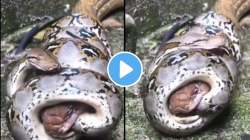 बापरे! लहानशा अजगराने भल्यामोठ्या किंग कोब्राला विळख्यात पकडले अन्…; थरकाप उडविणारा VIDEO व्हायरल