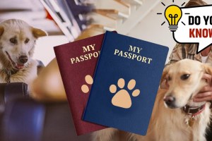 Pet Passport