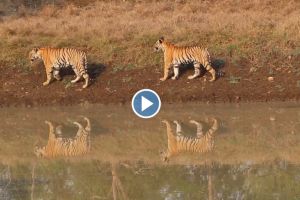 Video of Nayantara tigress and Deadly Boys tiger in Navegaon Nimdhela safari area goes viral