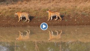 Video of Nayantara tigress and Deadly Boys tiger in Navegaon Nimdhela safari area goes viral