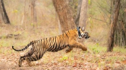 challenge to the forest officials to find the tigress dropped radio collar