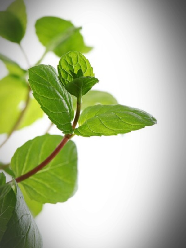Tips For Tulsi Plant Care