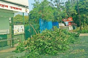 Tree cutting branches on the road negligence of Navi Mumbai Municipal Corporation