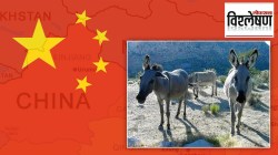 विश्लेषण: आधी वटवाघळं, आता गाढवं; चीनची भूक आफ्रिका खंडासाठी का ठरत आहे डोकेदुखी?