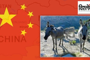 China's eyes on donkeys in Africa, why is China's hunger for the continent of Africa a headache?