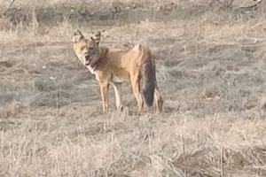 Wild dogs were found for the first time in Phansad Sanctuary