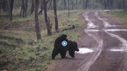 VIDEO: अस्वलाने पिल्लाला बसवले पाठीवर आणि घडवली जंगलाची सैर…हृदयस्पर्शी व्हिडीओ एकदा बघाच….
