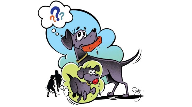 balmaifal, story for kids, story of dog and his names, pet dog, dog names, what is in name, dog love, dog story, marathi article, marathi story, marathi story for kids, loksatta balmaifal,