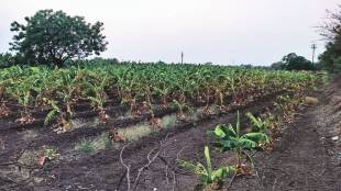 banana in 15 thousand hectares of garden dried up in Jalgaon and solapur due to summer heat