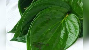 Good availability of betel leaf from overseas at affordable rates