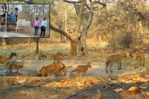 in wardha Water Crisis Hits Bor Sanctuary