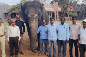 shedbal math elephant sangli marathi news