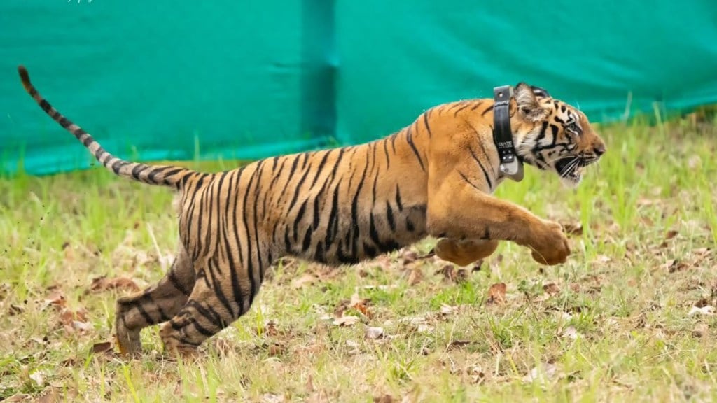 tadoba andhari tiger reserve marathi news, nagzira sanctuary marathi news