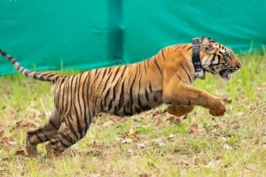 tadoba andhari tiger reserve marathi news, nagzira sanctuary marathi news