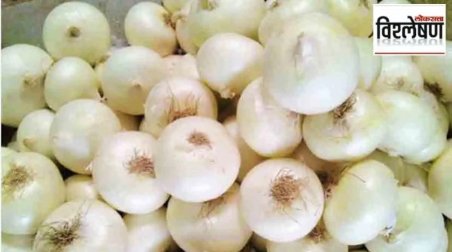 white onion alibag marathi news