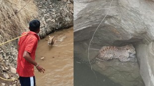 leopard fell into well for water, leopard water washim,
