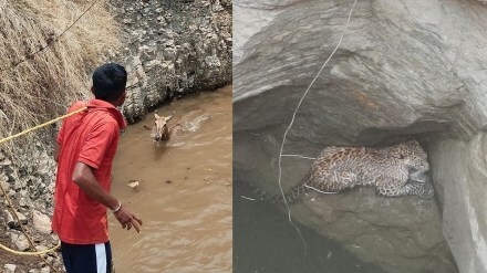 leopard fell into well for water, leopard water washim,