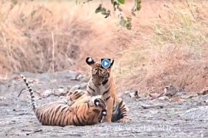 tigress archi video marathi news, loksatta tiger video marathi news