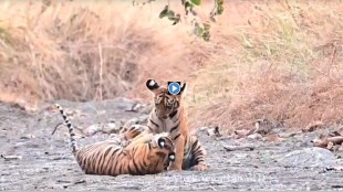 tigress archi video marathi news, loksatta tiger video marathi news