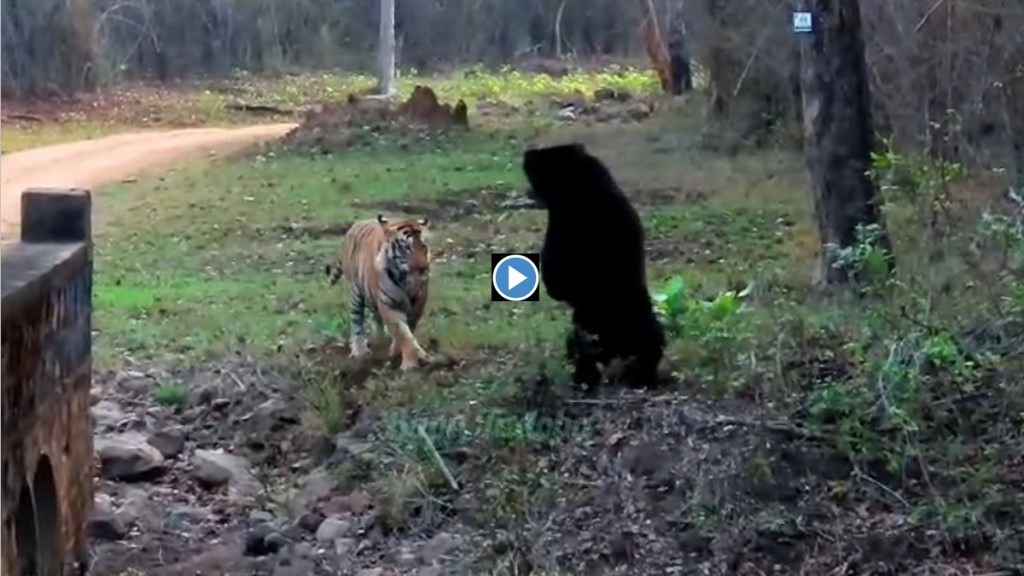 bear and tiger viral video loksatta