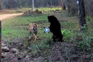 bear and tiger viral video loksatta