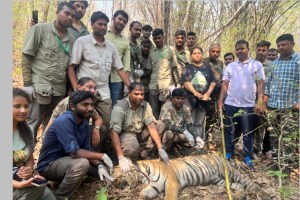 chandrapur tigress radio collar marathi news