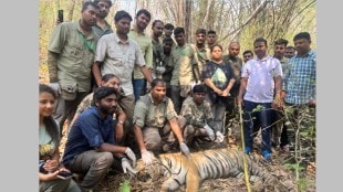 chandrapur tigress radio collar marathi news