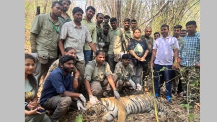 chandrapur tigress radio collar marathi news