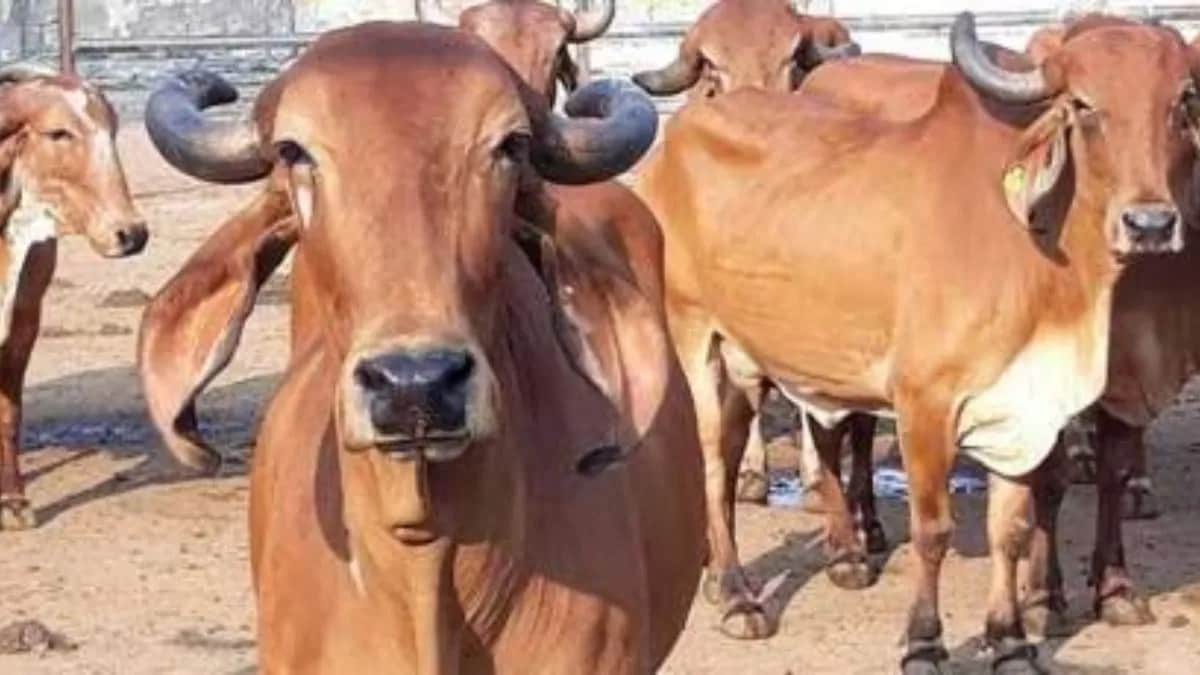nashik live stock purchase marathi news