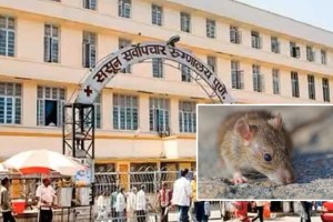 sassoon hospital latest marathi news, patient bitten by rat in sassoon marathi news
