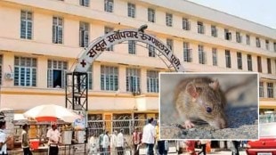 sassoon hospital latest marathi news, patient bitten by rat in sassoon marathi news