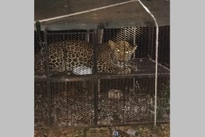 pune leopard marathi news, shirur leopard marathi news