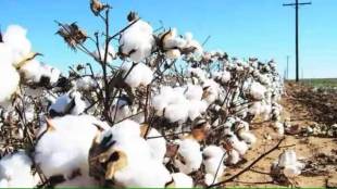 cotton and soybean msp issue in lok sabha election