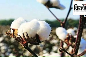 Will cotton be affected by the recession in international market What are the options for cotton growers