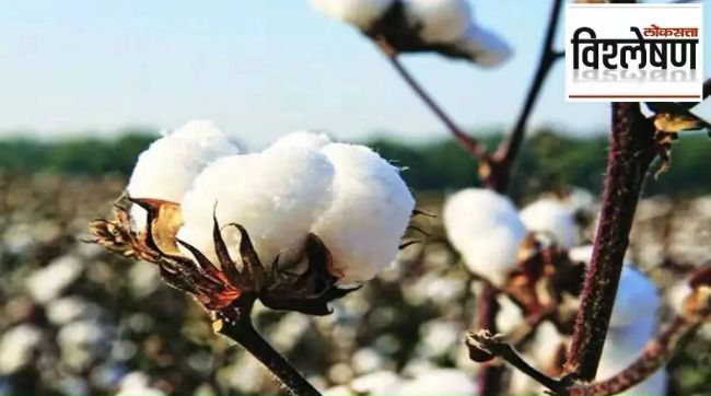 Will cotton be affected by the recession in international market What are the options for cotton growers