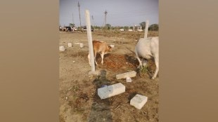 yavatmal, Cows Die After Eating Stale Food, karykarta s Birthday Party, election Campaign Rally, pandharkawada taluka, yavatmal district, yavatmal news, maha vikas aghadi, lok sabha election, election campaign, sanjay deshmukh, marathi news, yavatmal news,