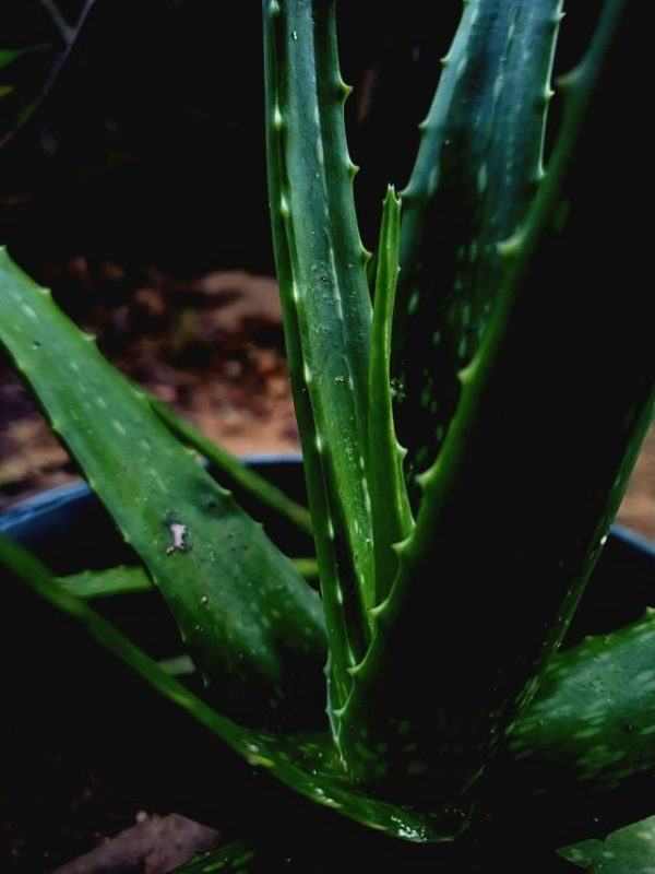 Aloe-Vera-gel-for-summers