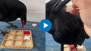 crow playing tic tac toe viral video