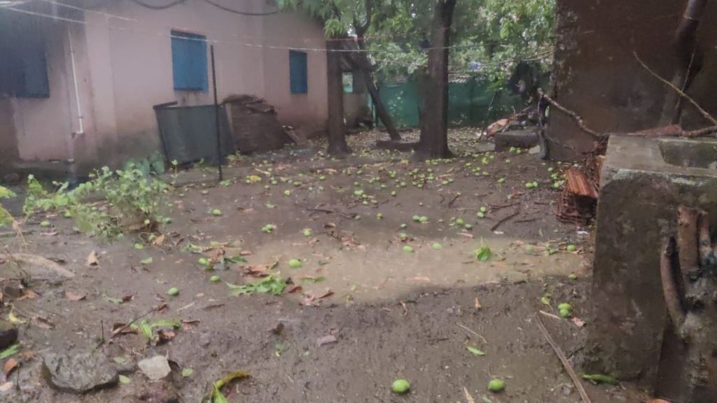 Stormy rains damage mango orchards in Trimbakeshwar taluka