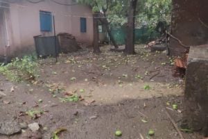 Stormy rains damage mango orchards in Trimbakeshwar taluka
