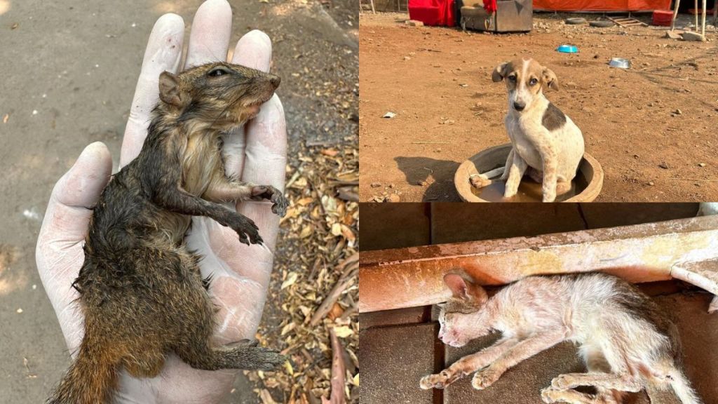 Stray animals suffering from dehydration due to heat 316 complaints in six days in Mumbai and Thane