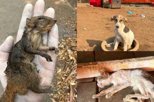 Stray animals suffering from dehydration due to heat 316 complaints in six days in Mumbai and Thane