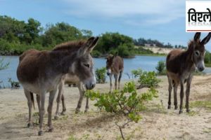 donkey milk expensive