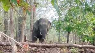 Gadchiroli, Wild Elephant Attack, Gadchiroli Wild Elephant Attack, women dies in Wild Elephant Attack, Wild Elephant Attack women dies, bhamaragad, Hidur Village, marathi news, Wild Elephant Attack, Gadchiroli news, Wild Elephant in Gadchiroli, bhamaragad news, Hidur Village news,