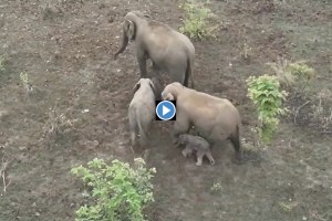 chhattisgarh s Elephant Family, Settles in Maharashtra, female elephant, give birth to calf, gadchiroli district , gadchiroli elephant born, elephant news, gadchiroli news, marathi news, animal news,