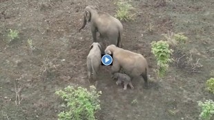 chhattisgarh s Elephant Family, Settles in Maharashtra, female elephant, give birth to calf, gadchiroli district , gadchiroli elephant born, elephant news, gadchiroli news, marathi news, animal news,